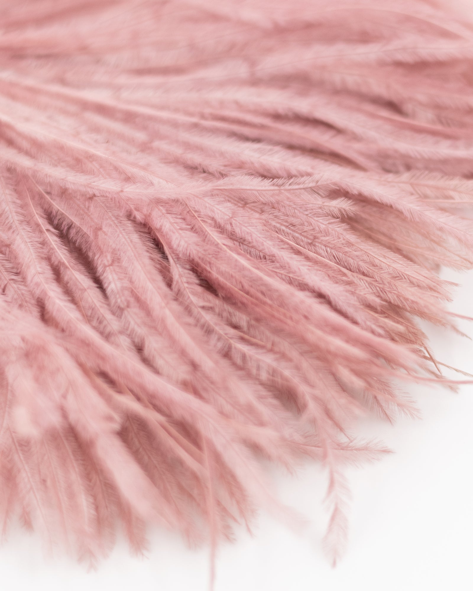 Zaza Brosche mit Federn in alter Rose