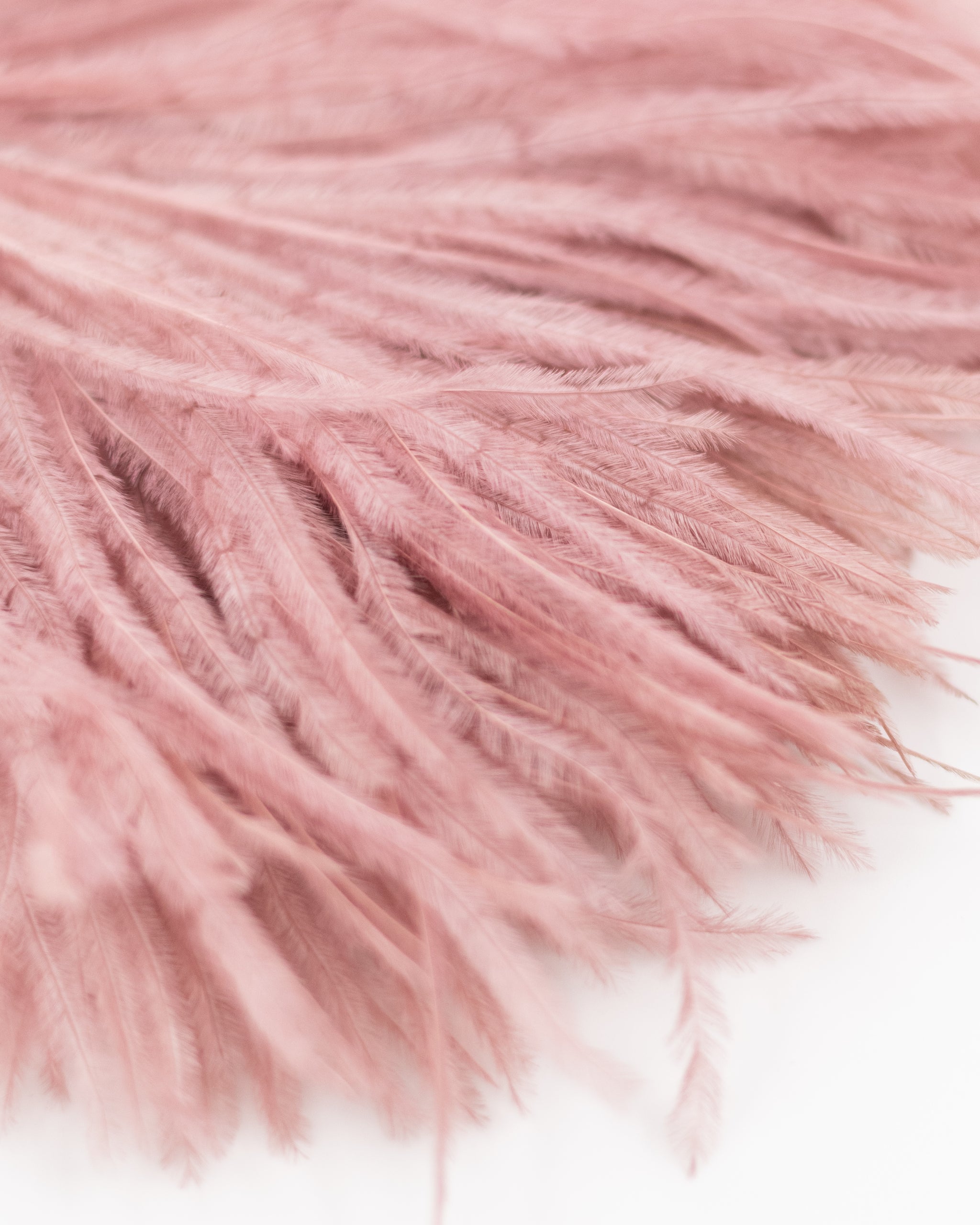 Zaza feathers brooch in old rose
