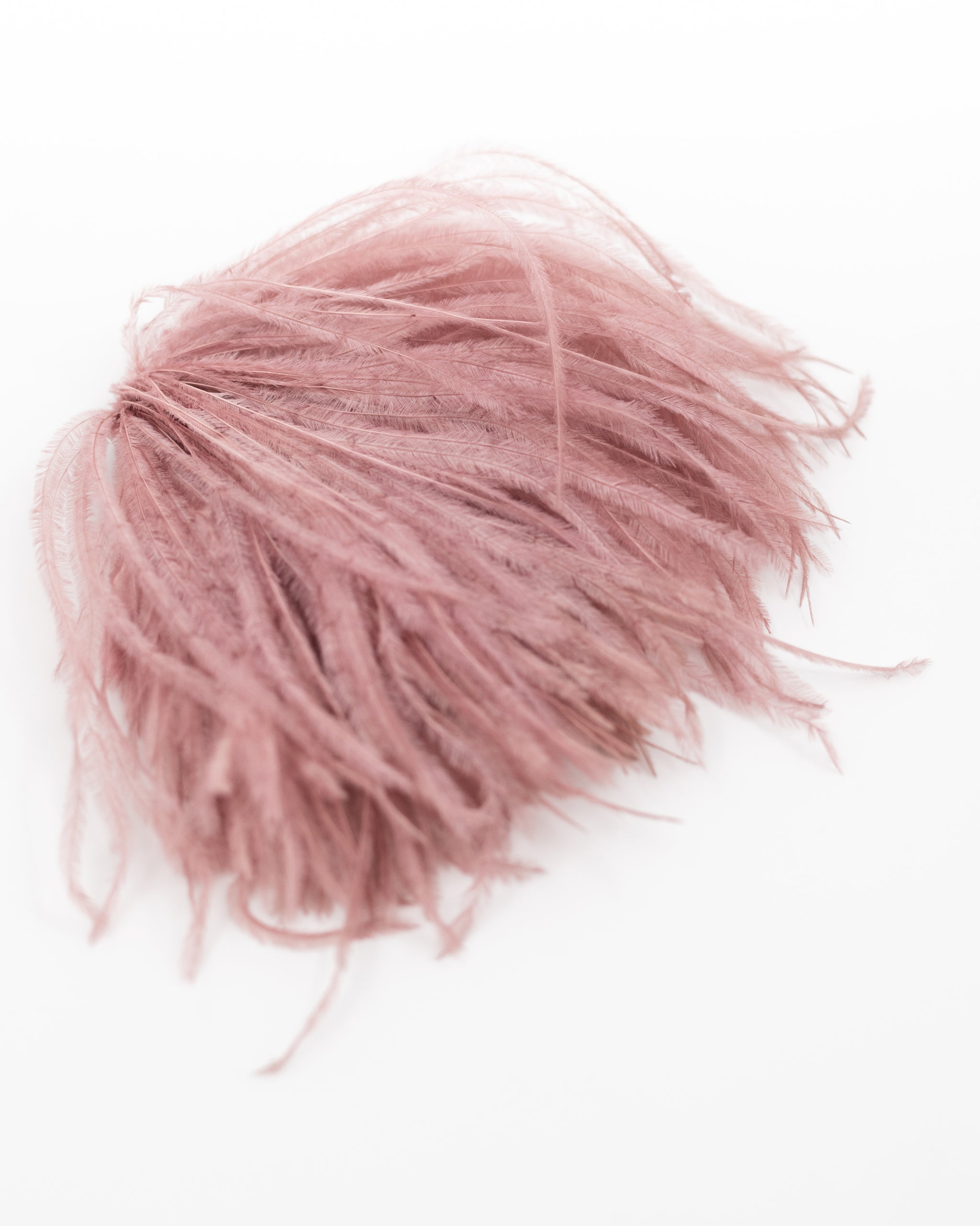 Zaza feathers brooch in old rose