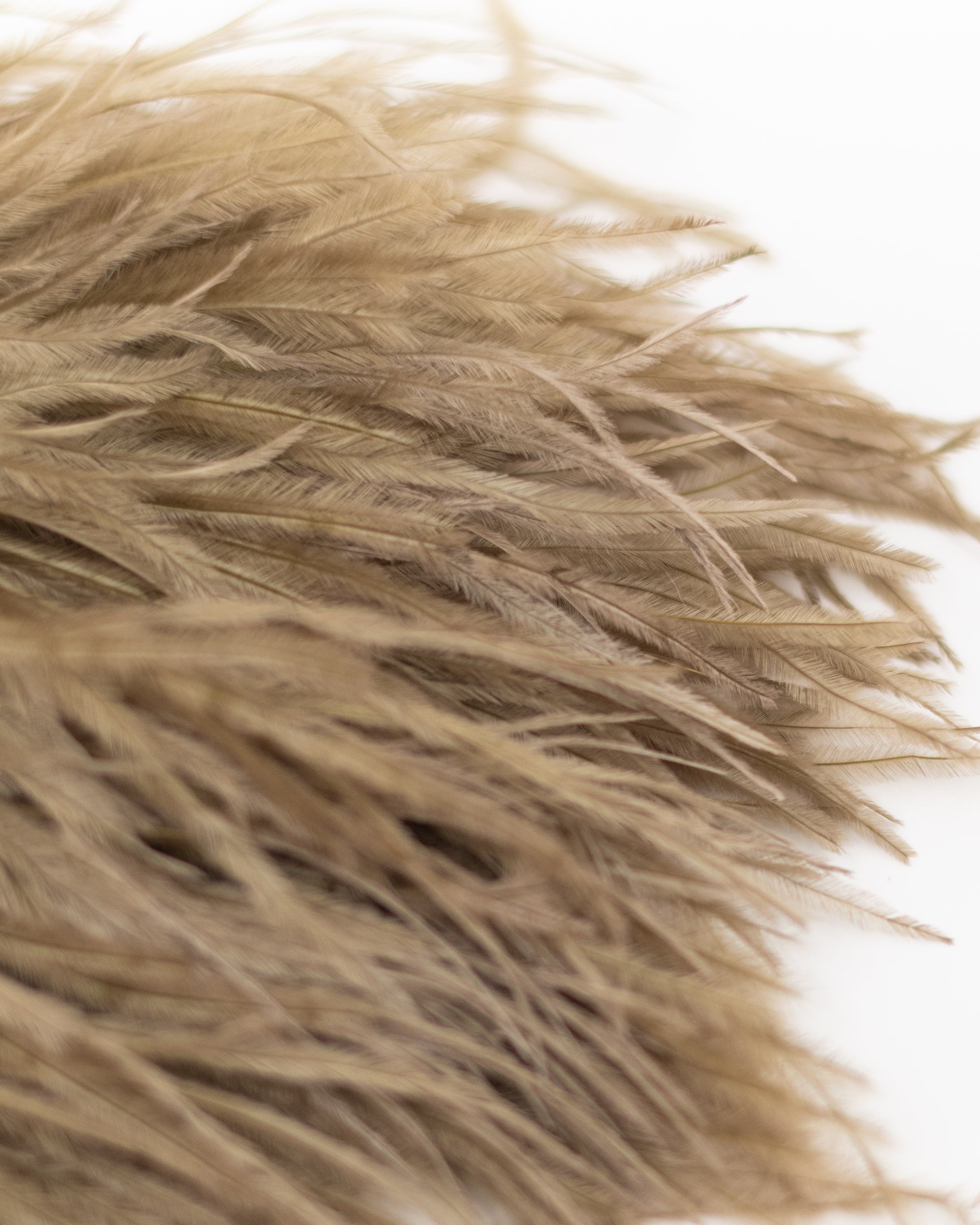 Zaza feathers brooch in sepia brown