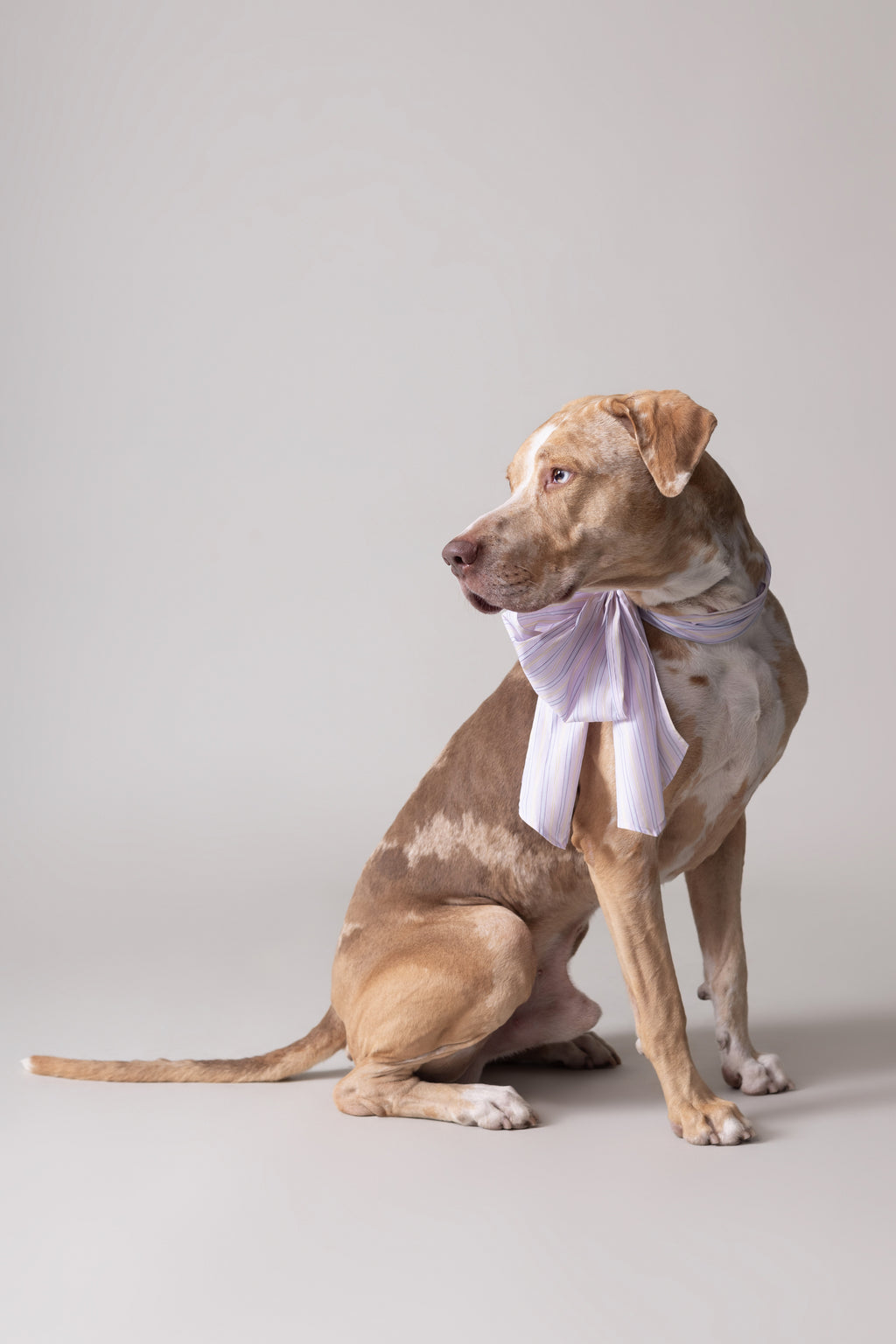 Olive strik in lilac blue vintage cotton stripes