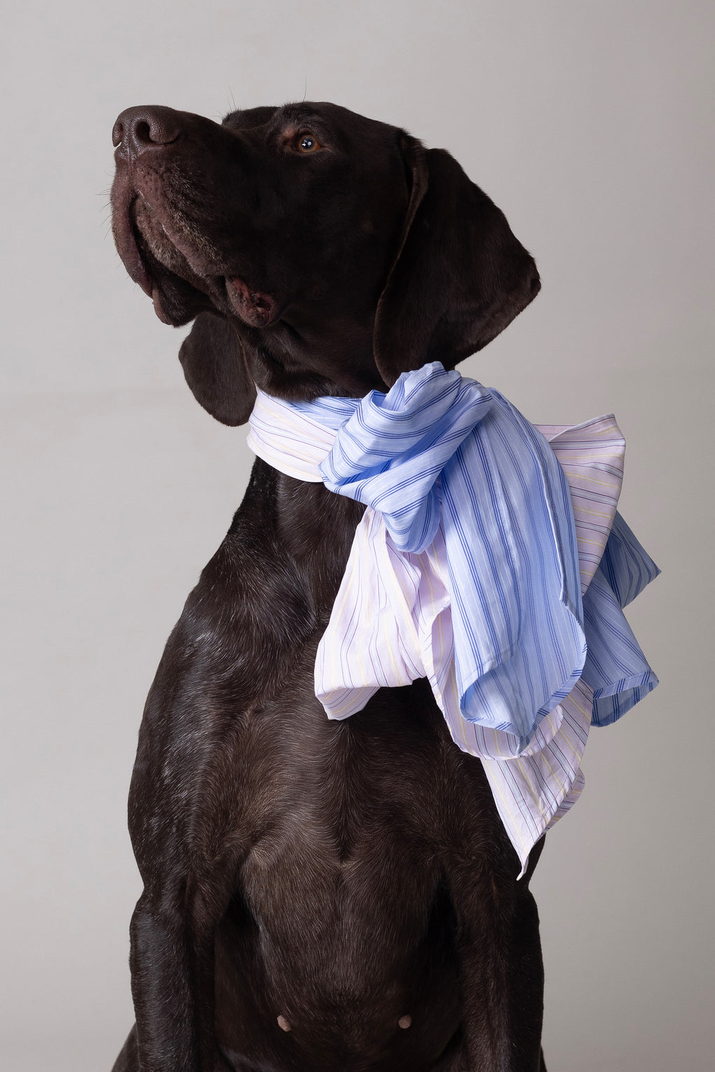 Olive strik in blue vintage cotton stripes